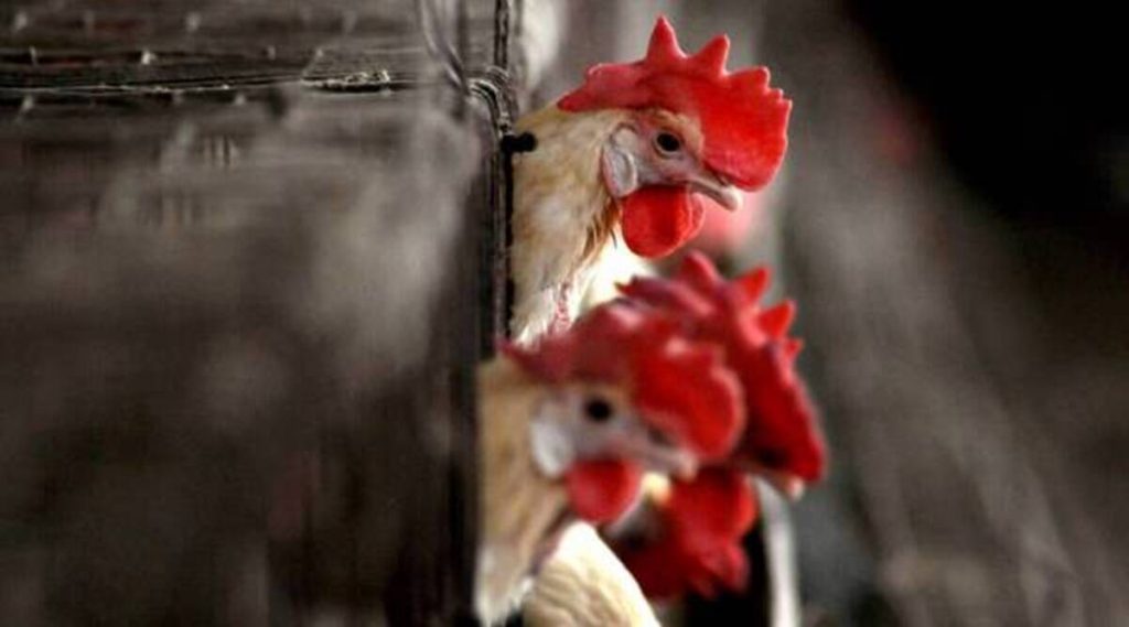 Bird-flu-7-1