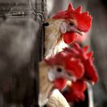 Bird-flu-7-1