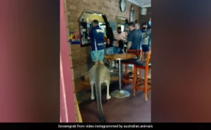 kangaroo