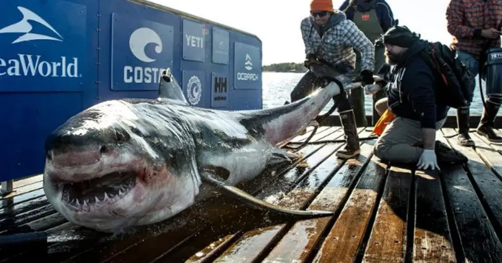 A-1000-pound-great-white-shark-from-Canada-called-Ironbound-spotted