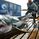 A-1000-pound-great-white-shark-from-Canada-called-Ironbound-spotted