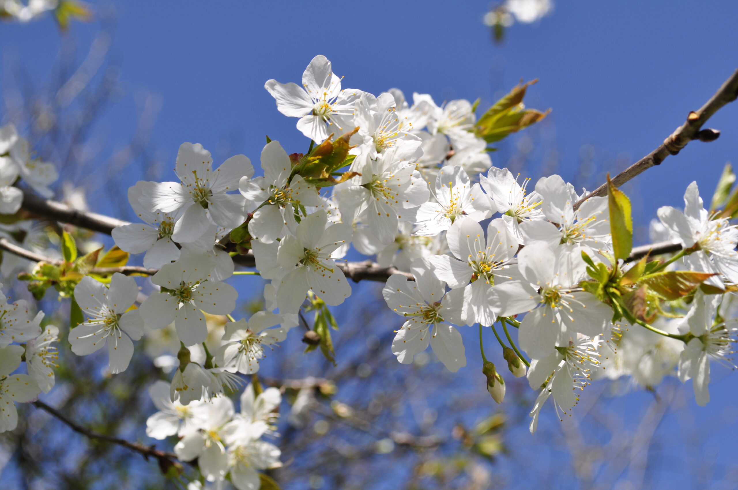 spring